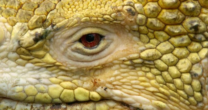 Iguana's eye yellow Galapagos land iguana animal macro shot