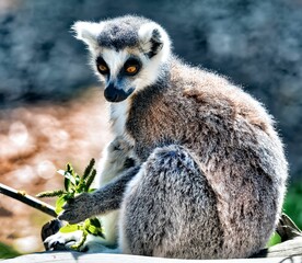 Close-up shot of a An adorable Ring-tailed Lemur