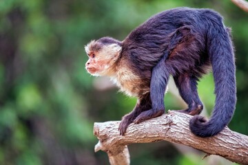 a brown and white monkey walking on a tree branch on a branch