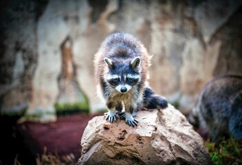 the raccoon is standing on a large rock and staring