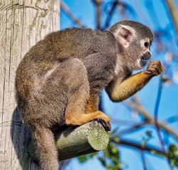 Close-up shot of an adorable monkey perched on a pole while holding a piece of food in its hand