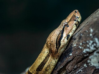Close-up of a snake head and neck is featured, with the reptile scales visible in the foreground