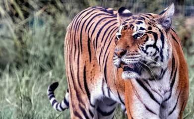 a tiger walking along tall grass with trees in the background