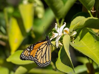 Closeup of a monarch butterfly perched on a flower