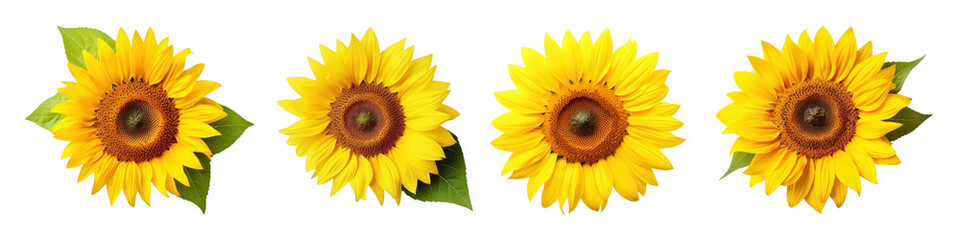 Obraz premium Sunflower png element set on transparent background
