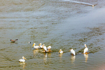 Ducks and white pelicans graze