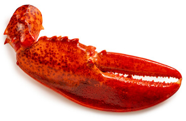Cooked Claw Lobster isolated on white background With clipping path.
