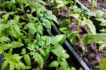 Healthy Green Seedlings in Garden Planters - Ideal for Spring Planting and Organic Gardening Projects