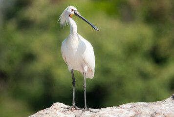 Spoon Bill Stork- Platalea leucorodia (Eurasian spoonbill)