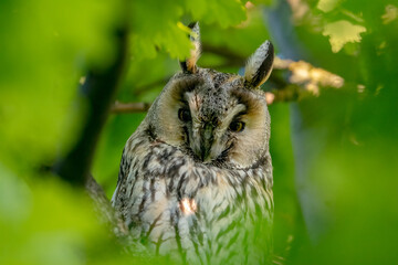 Männliche Waldohreule (Asio otus)