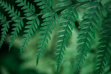 A detailed close-up of a green plant showcasing numerous vibrant leaves in rich hues of green