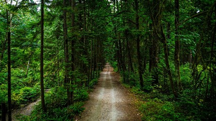a long pathway going through a forest filled with green trees
