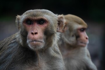Wildlife Portraits of monkeys in Southern India