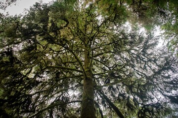 the top of a tree reaching towards the sky in the middle of nowhere