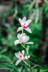 Fototapeta premium Detailed close-up of vibrant orchid flowers with a soft, blurred background showcasing intricate petals