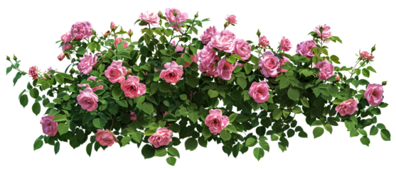 Beautiful pink roses with lush green leaves, cut out