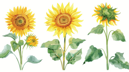 Sunflower watercolor digital illustration wild flower