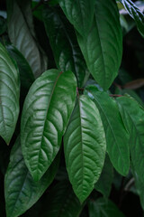 Detailed close-up of a vibrant green leafy plant with visible veins and water droplets