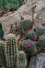 Fototapeta premium Several cactus plants are seen sprouting out of a large rock, showcasing their ability to thrive in harsh conditions