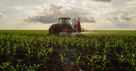 Green corn field in the sunset.