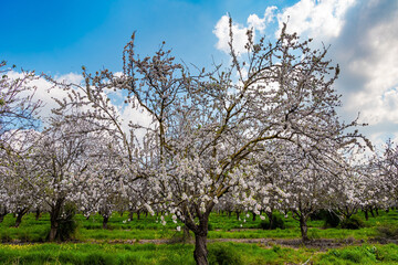 Fototapeta premium Almond blossomed.