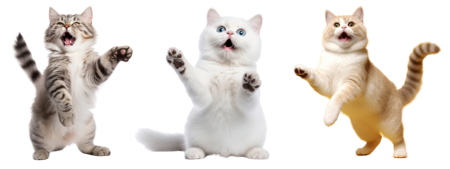 Cat raises leg png on transparent background