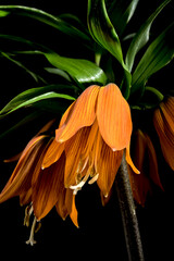 Blooming Crown imperial flowers on a black background