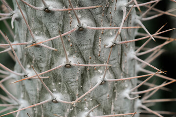 Detailed view of a cactus plant featuring numerous small leaves clustered closely together
