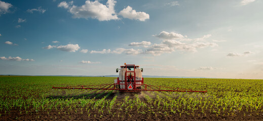 Obraz premium Green corn field in the sunset.