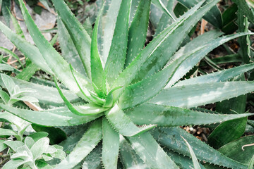 Fototapeta premium Detailed view of an aloe plant featuring its green leaves up close