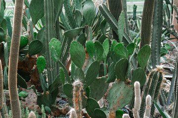 Several cactus plants of various types and sizes clustered together in a garden setting