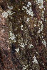 Obraz premium Details of the bark of a tree