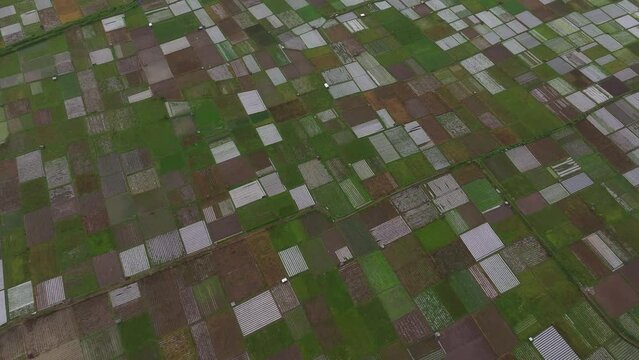 Aerial view of patchwork farmland in sunrise, Sembalun, Lombok, Indonesia.