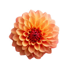 Beautiful Flower Isolated on Transparent Background, PNG, Cut Out.