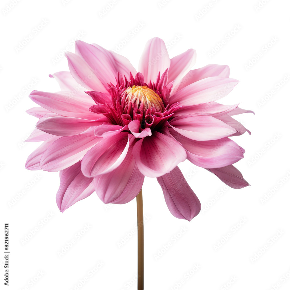 Poster beautiful flower isolated on transparent background, png, cut out.