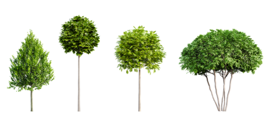 Set of various urban trees isolated on transparent background. 3D render.