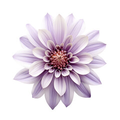 Beautiful Flower Isolated on Transparent Background, PNG, Cut Out.