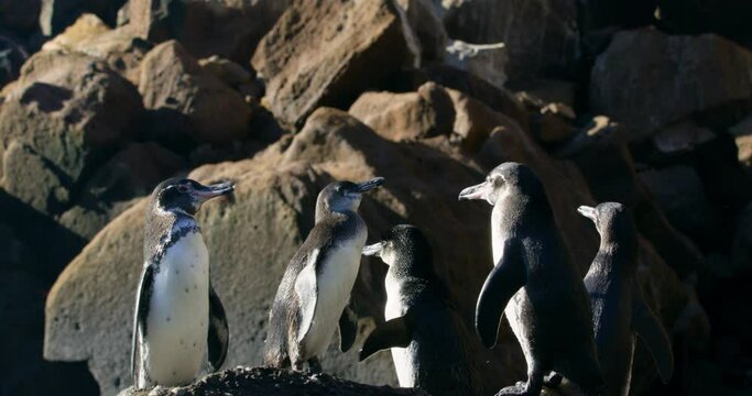Group of the endangered penguins of Galapagos Islands on rocks. 
