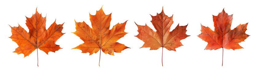 Obraz premium Orange maple leaves on transparent background