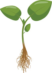 Illustration of a young plant seedling with roots and green leaves. Isolated on white background. In a vector art style. Perfect for botanical. Horticulture. And farming concepts