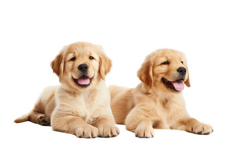 The image features two adorable golden retriever puppies sitting side by side against a transparent background.