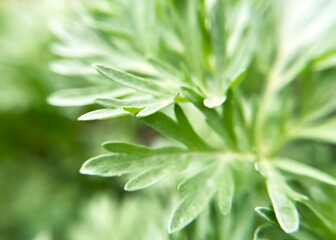 close-up leaves of wormwood plant