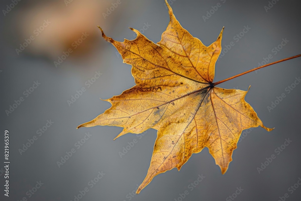 Poster close-up of a single leaf on a twig, with a blurred background. ideal for nature-themed designs and 