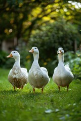 Obraz premium Group of ducks standing on a green field, perfect for nature or animal related projects