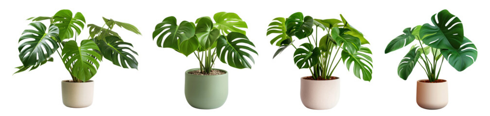 Fototapeta premium Monstera indoor plant png element set on transparent background