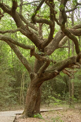 Beautiful tree next to a walking path