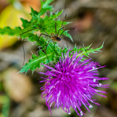 Daddy long legs on the blooming thistle, colored blurred background