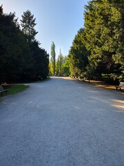 Coniferous alley in a city park, along the road there are wooden benches to relax, nature