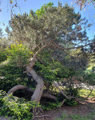 Crimean pine and yew berry in a city park, beautiful tree, nature