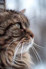 A detailed view of a long-haired cat. Suitable for pet care advertisements